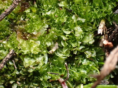 Geothallus tuberosus