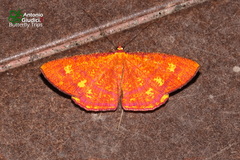 Eumelea biflavata