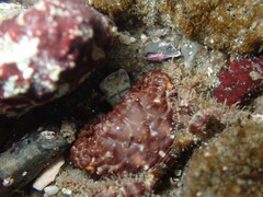 Paraxanthias taylori