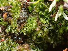 Geothallus tuberosus