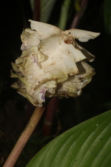 Goeppertia granvillei