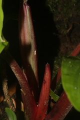Goeppertia granvillei