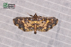Eurrhyparodes tricoloralis