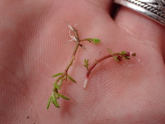 Crassula aquatica
