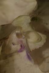 Goeppertia granvillei