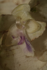 Goeppertia granvillei