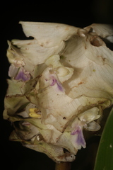 Goeppertia granvillei