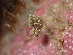 Eubranchus rustyus