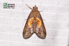 Lophoptera illucida