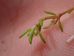 Crassula aquatica
