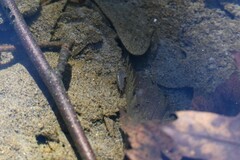 Crangonyx