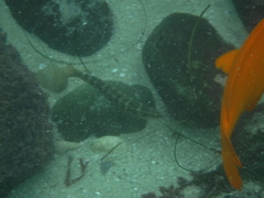 Halichoeres semicinctus