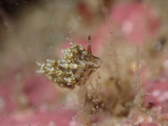 Eubranchus rustyus