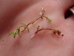 Crassula aquatica