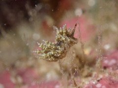 Eubranchus rustyus