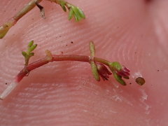 Crassula aquatica