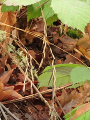Brachypodium sylvaticum