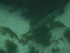 Halichoeres semicinctus