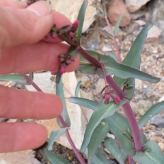 Penstemon parryi