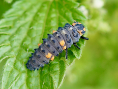Coccinella septempunctata