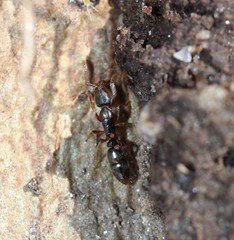 Ponera pennsylvanica