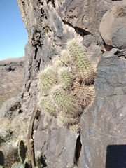 Echinocereus