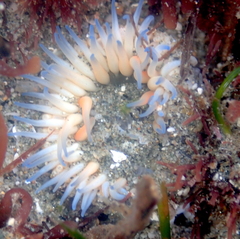 Anthopleura artemisia