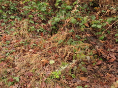 Brachypodium sylvaticum