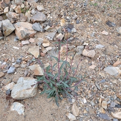 Penstemon parryi