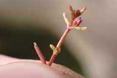 Crassula solieri