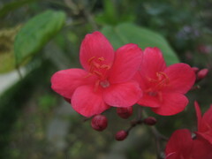 Jatropha