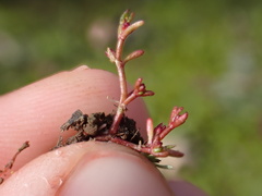 Crassula solieri
