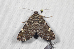 Coenipeta polynoe