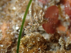 Eubranchus rustyus