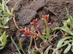 Crassula solieri
