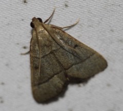 Hypsopygia decoloralis