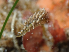 Eubranchus rustyus