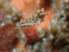 Eubranchus rustyus