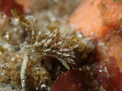 Eubranchus rustyus