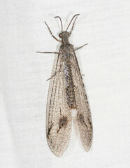 Glenoleon meteoricus