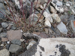 Draba nivalis