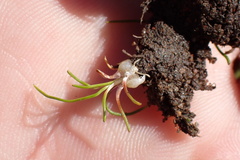 Isoetes orcuttii
