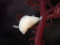 Cadlina modesta