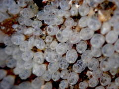 Pycnoclavella stanleyi