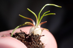 Isoetes orcuttii