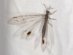 Glenoleon meteoricus