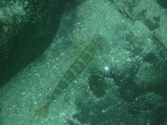 Halichoeres semicinctus