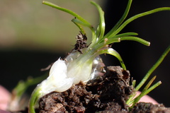 Isoetes orcuttii