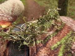 Platismatia stenophylla