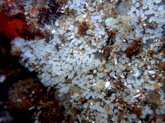 Pycnoclavella stanleyi